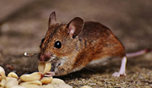 24 Hour & Emergency Exterminators in Brighton, AL